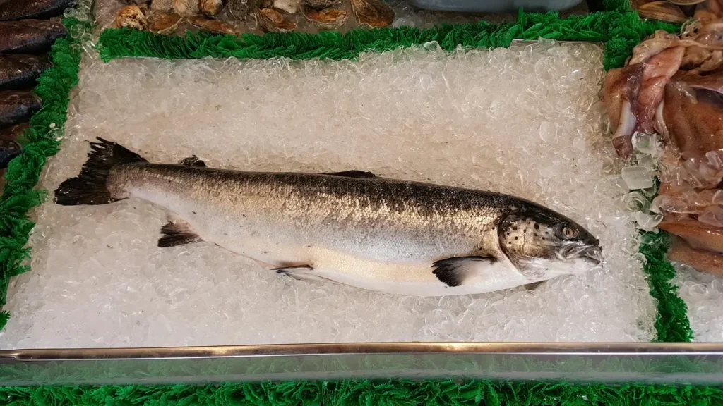 Salmon Head